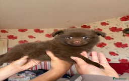 Pomeranian dogs for sale: Beautiful Pomeranian puppy’s 2 girls 1 boy.  - Image 17