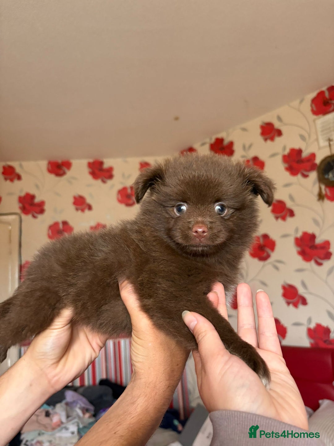Pomeranian dogs for sale: Beautiful Pomeranian puppy’s 2 girls 1 boy.  - Image 17