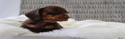 Miniature Dachshund dogs for sale: KC HEALTH TESTED MINIATURE DACHSHUNDS- LICENSED  - Advert 22
