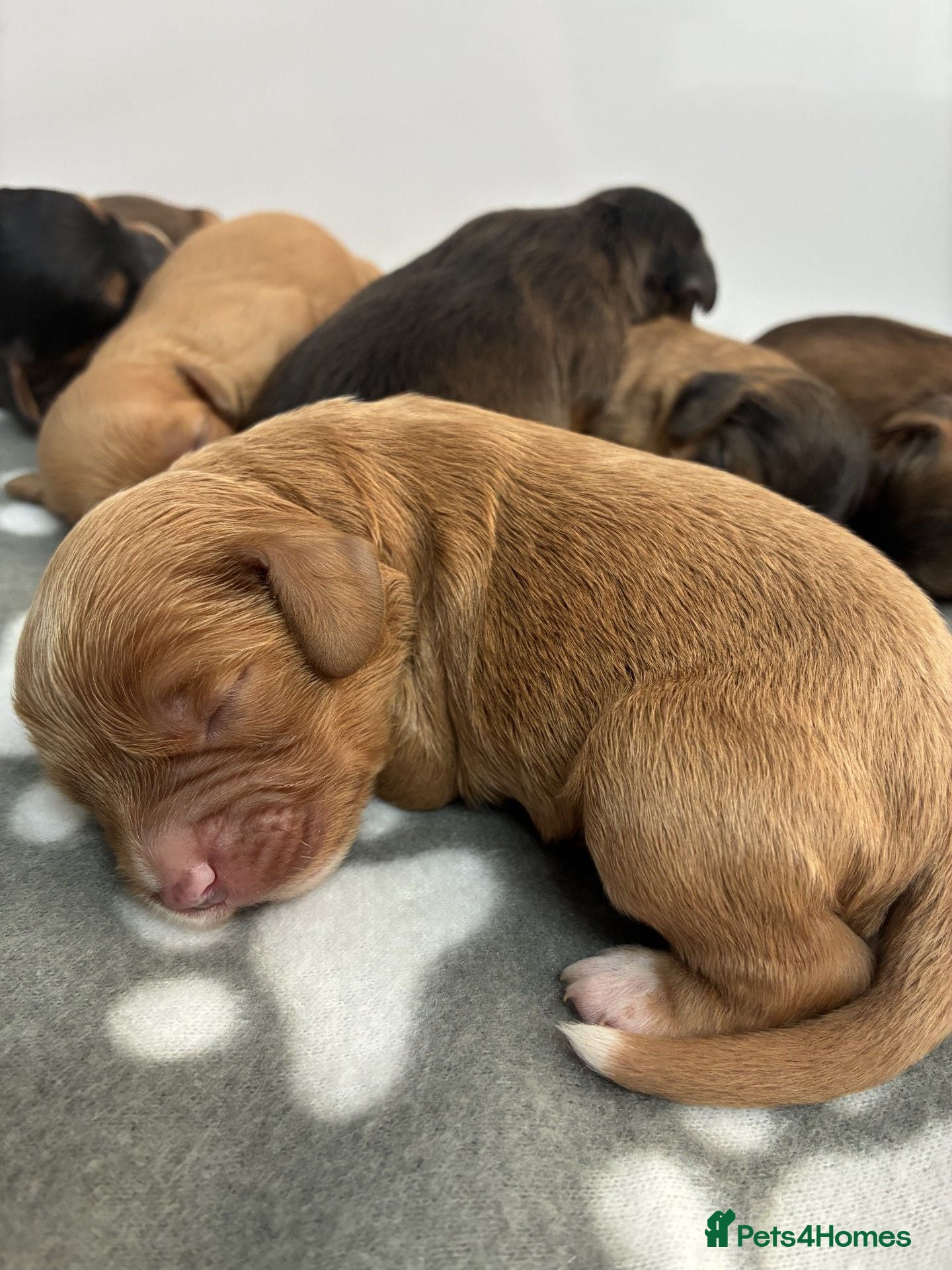 Cavapoo dogs 🌟 Beautiful litter of F1 Cavapoo puppies 🌟 - Advert 1