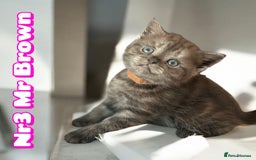 Scottish Fold cats for sale: 5 Full Pedigree Scottish Fold/Straight Kitens - Image 5