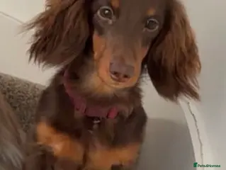 Miniature Dachshund dogs KC Long haired chocolate and tan stud boy - Advert 1