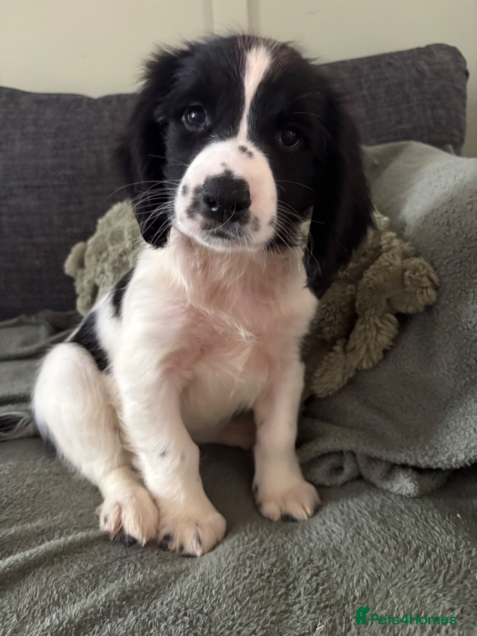 English Springer Spaniel dogs KC Reg Springer Spaniel Dog Pup - Advert 18