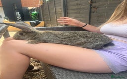 Continental Giant rabbits for sale: Free mum,& baby continental giants to good homes  - Image 5
