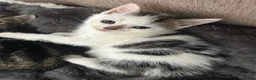 Mixed Breed cats for sale: White & Tabby - Advert 3