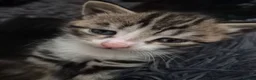Domestic Shorthair cats for sale: Beautiful black and tabby babies  - Advert 9
