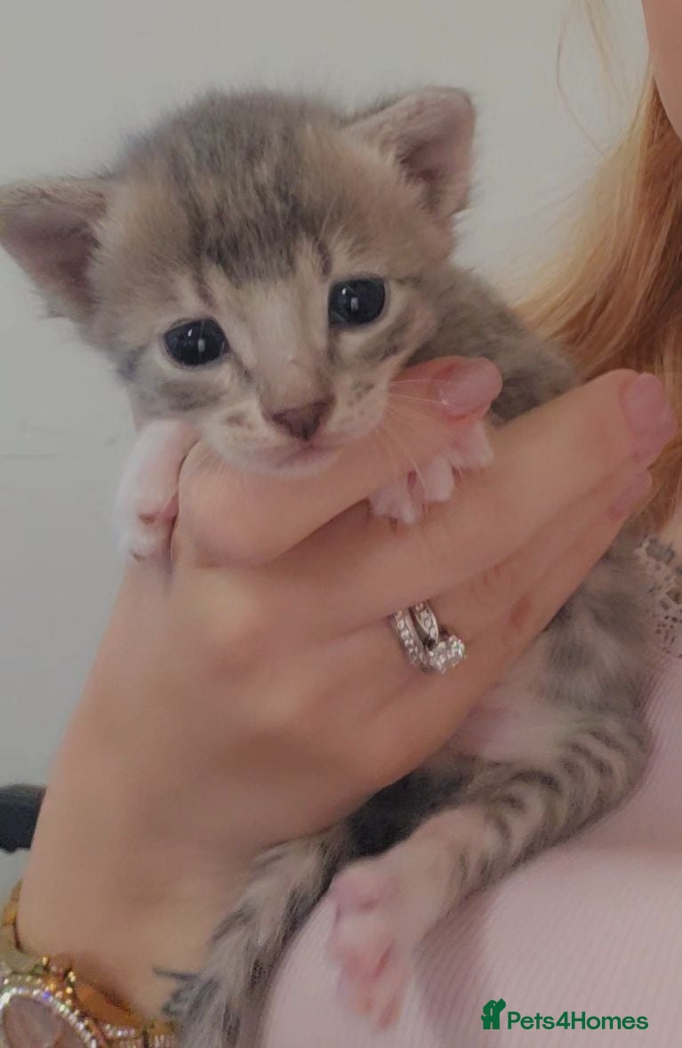 Bengal cats 🐾 Show-Stopping Savannah x Bengal  🐆 2 left - Advert 1