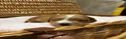 Cockapoo dogs for sale: Beautiful F1 Show Cockapoos 🥰❤️‍🔥 - Advert 10