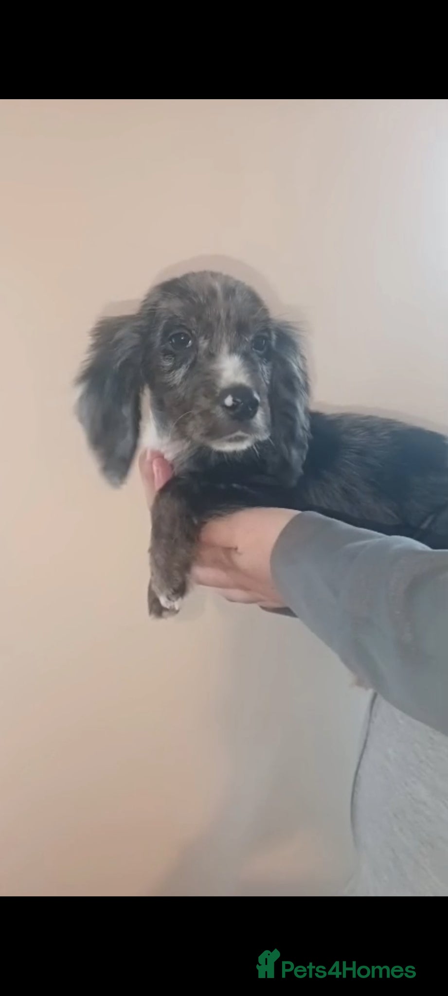 Cocker Spaniel dogs Cocker spaniel puppies  - Advert 17