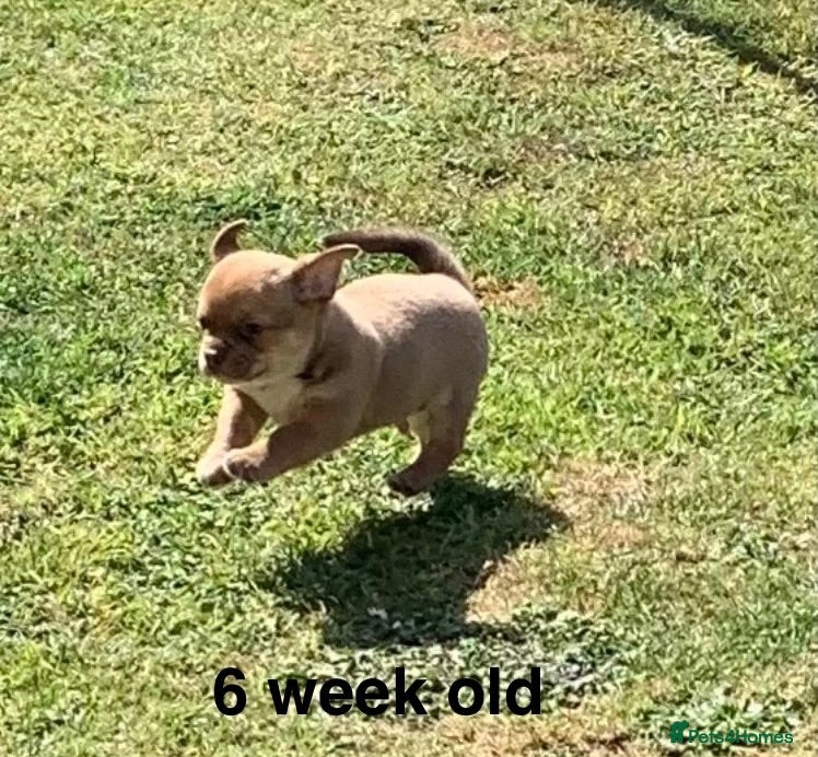 Chihuahua dogs Chihuahua 1 short haired beautiful boy - Advert 3