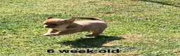 Chihuahua dogs for sale: Stunning chihuahua little boy - Advert 5