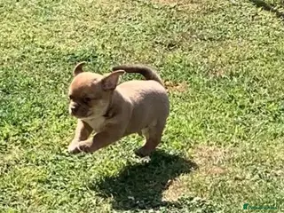 Chihuahua dogs Chihuahua 1 short haired beautiful boy - Advert 3