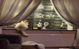 Ragdoll cats for sale: Ragdoll cat - Image 3