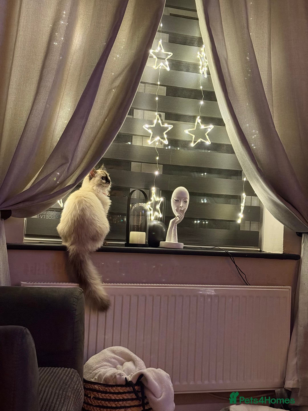 Ragdoll cats for sale: Ragdoll cat - Image 3