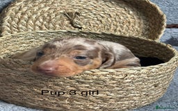 Dachshund dogs for sale: Miniature short haired Dapple dachshund puppies - Image 7