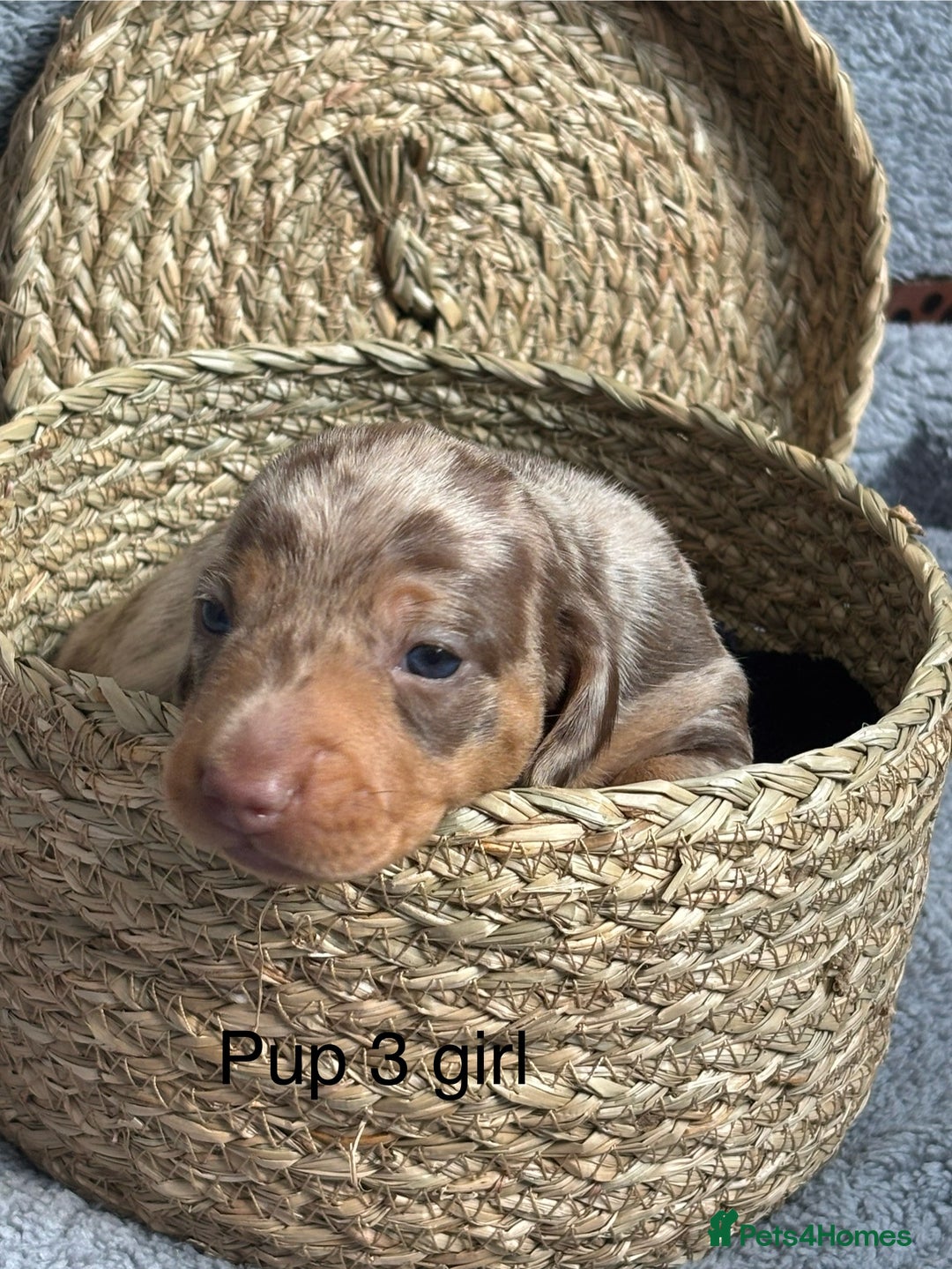 Dachshund dogs for sale: Miniature short haired Dapple dachshund puppies - Image 7