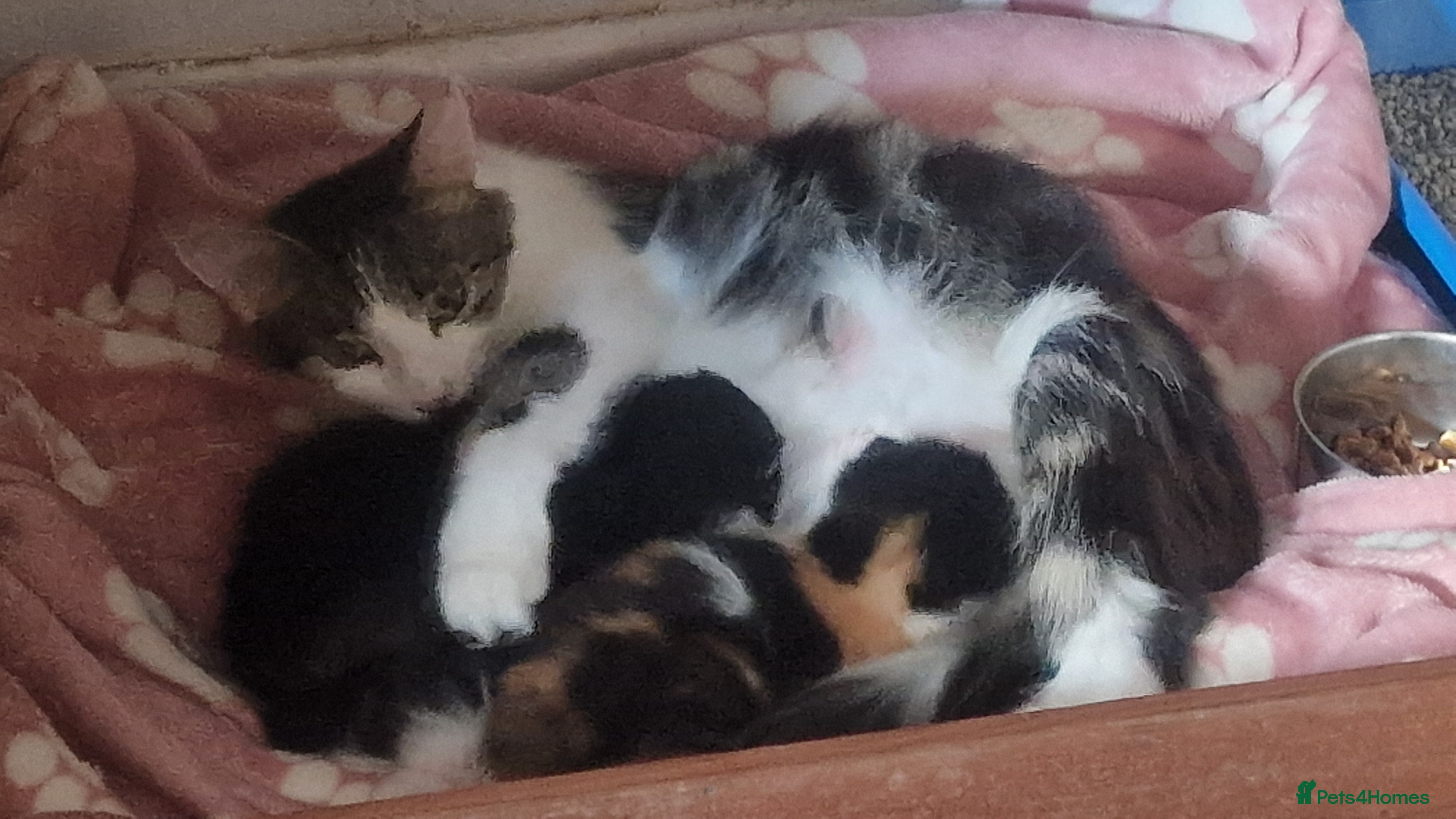 Exotic cats Exotic cross kitten for sale - Advert 4