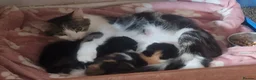 Exotic cats for sale: Exotic cross kitten for sale - Advert 1