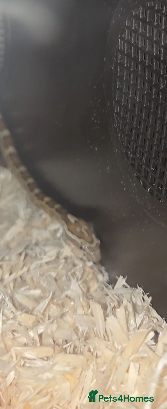 Corn Snake reptiles Caramel cornsnake for sale. - Advert 2