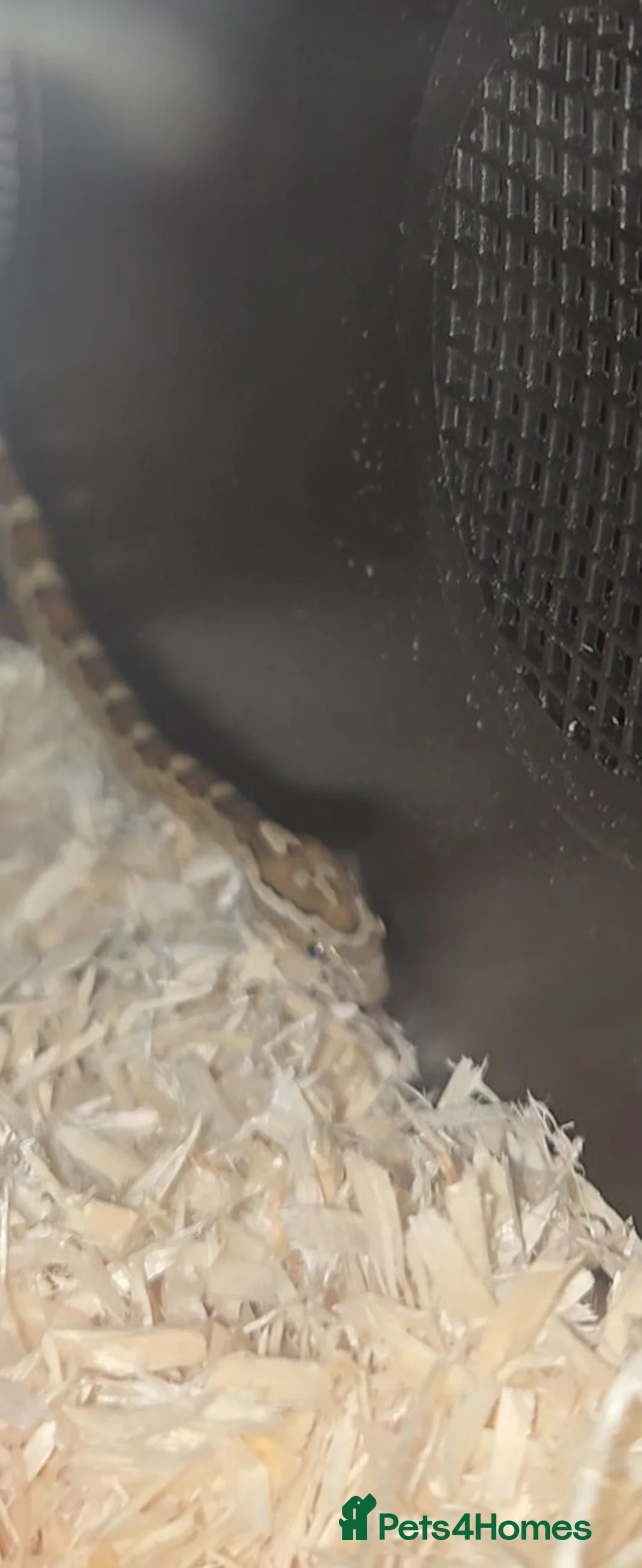 Corn Snake reptiles for sale: Caramel cornsnake for sale. in Bedford - Advert 1