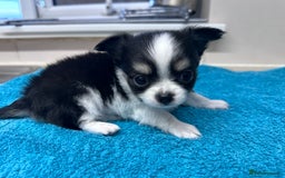 Chihuahua dogs for sale: Chihuahua  - Image 28