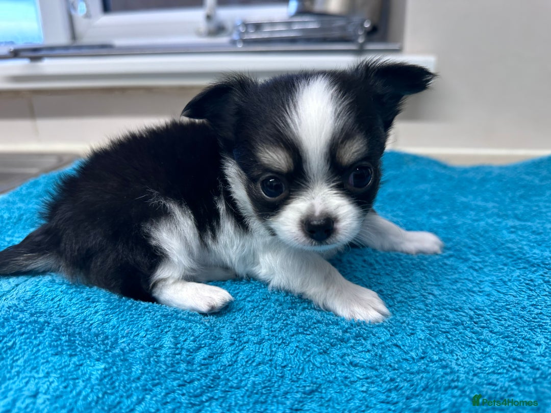 Chihuahua dogs for sale: Chihuahua  - Image 28