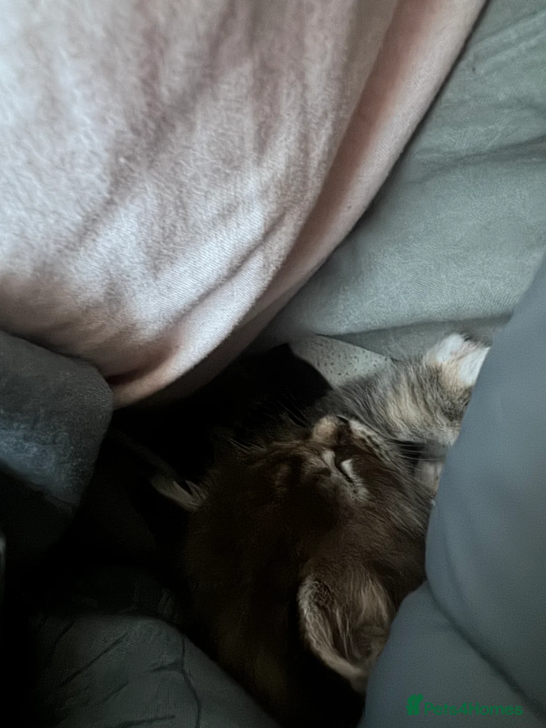 Maine Coon cats for sale: Mainecoon little lady ready for new home - Advert 21