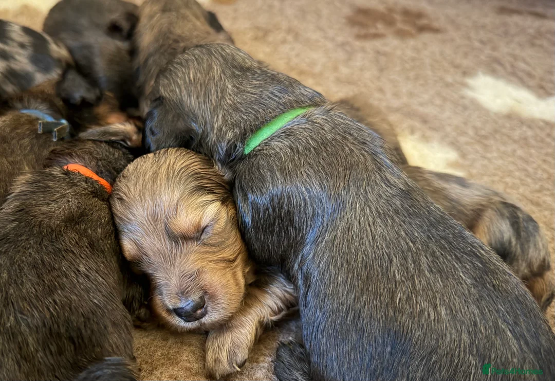 Dachshund dogs for sale: KC Standard Long Haired Dachshund Puppies - Advert 2