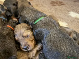 Dachshund dogs KC Standard Long Haired Dachshund Puppies - Advert 3