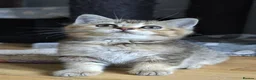 British Shorthair cats for sale: LAST GIRL 💖 BSH 🐾 Golden Chocolate  - Advert 3