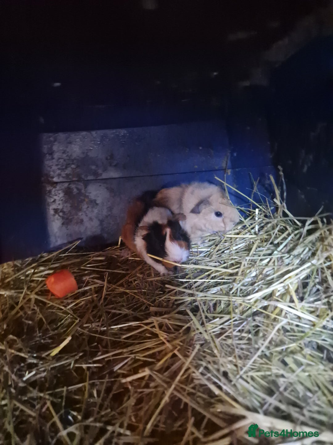 Guinea Pig rodents for sale: guinea pigs available  - Advert 12