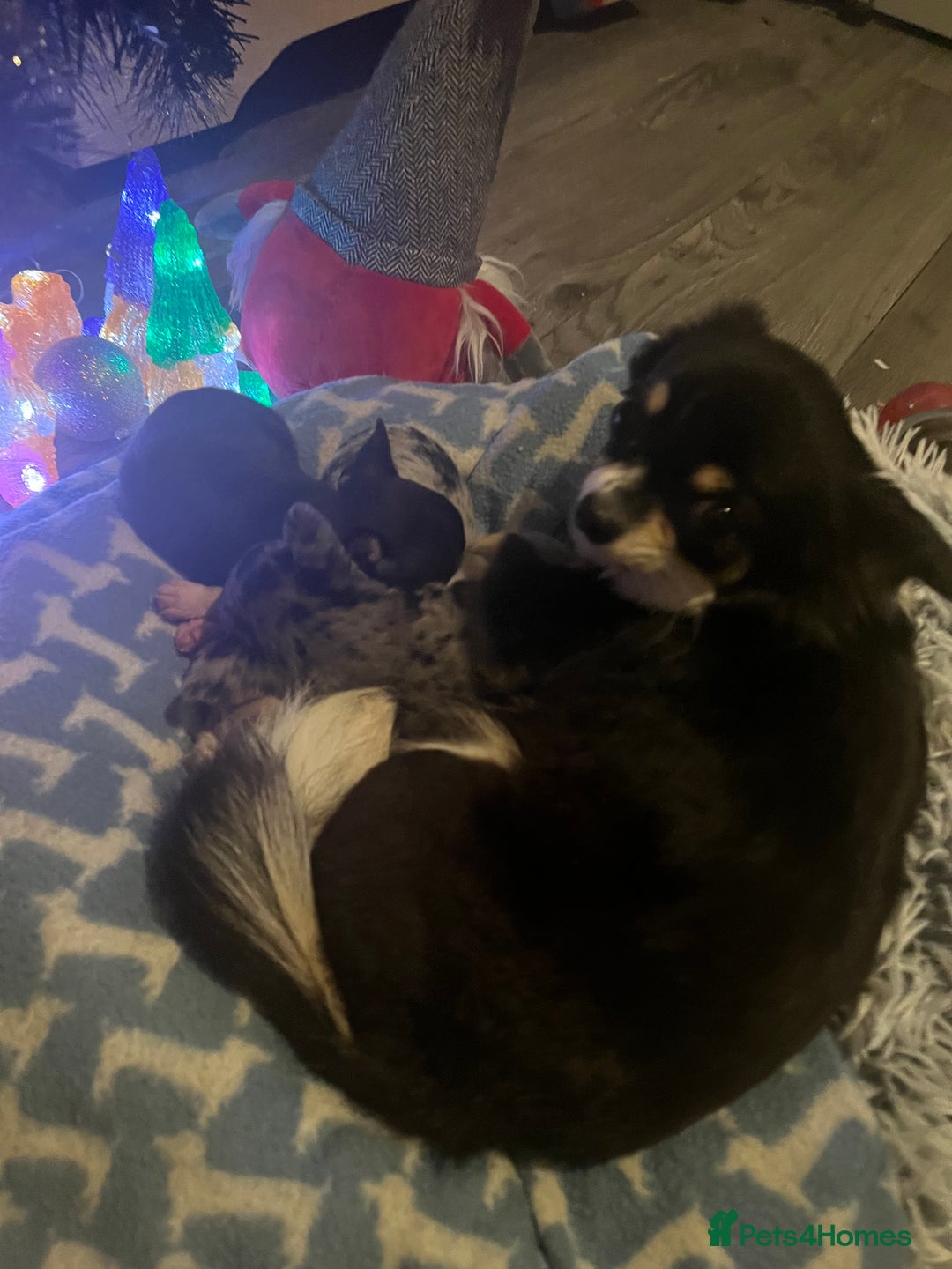 Chihuahua dogs for sale: Chihuahua puppys - Advert 1