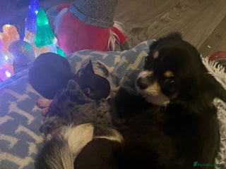 Chihuahua dogs Chihuahua puppys - Advert 1