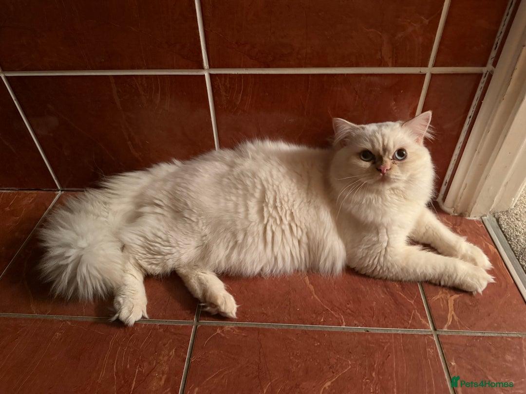 Persian cats for sale: White male Persian kitten  - Image 3