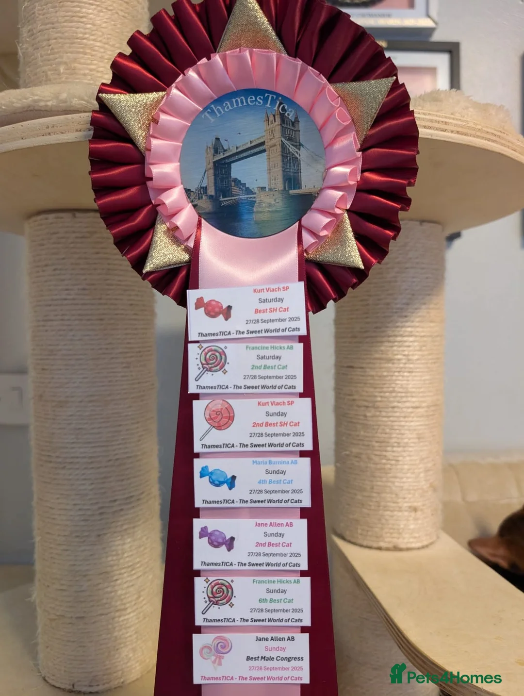 Russian Blue cats for sale: Stunning Full Pedigree Russian Blue  - Advert 13