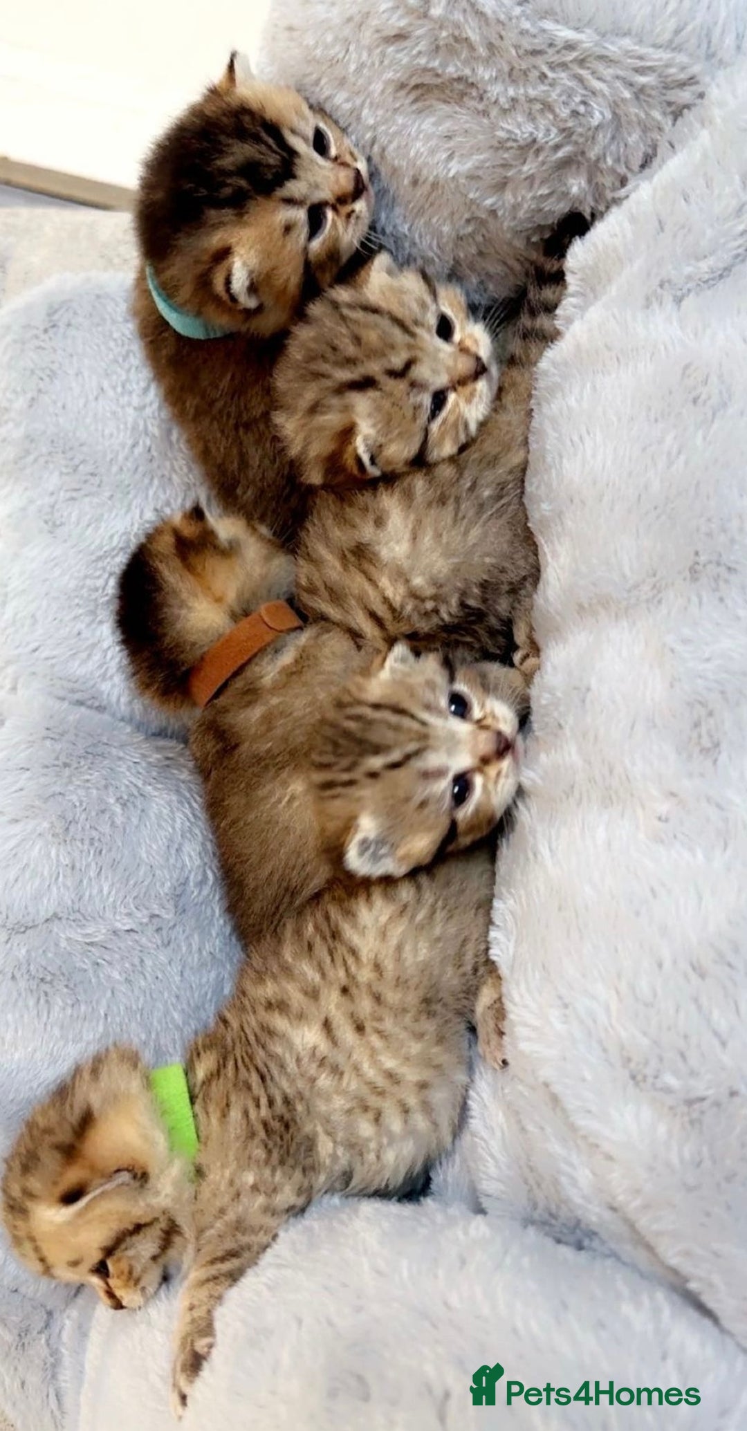 British Shorthair cats for sale: Ready to reserve  pedigree gold black shade bsh   - Image 6