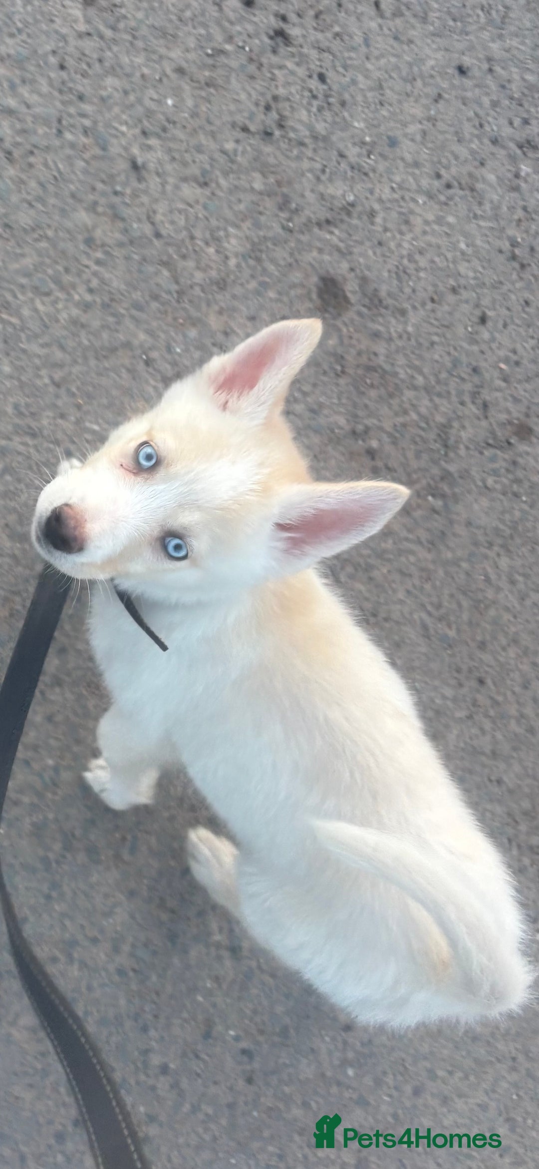 Siberian Husky dogs for sale: River for sale  - Image 5