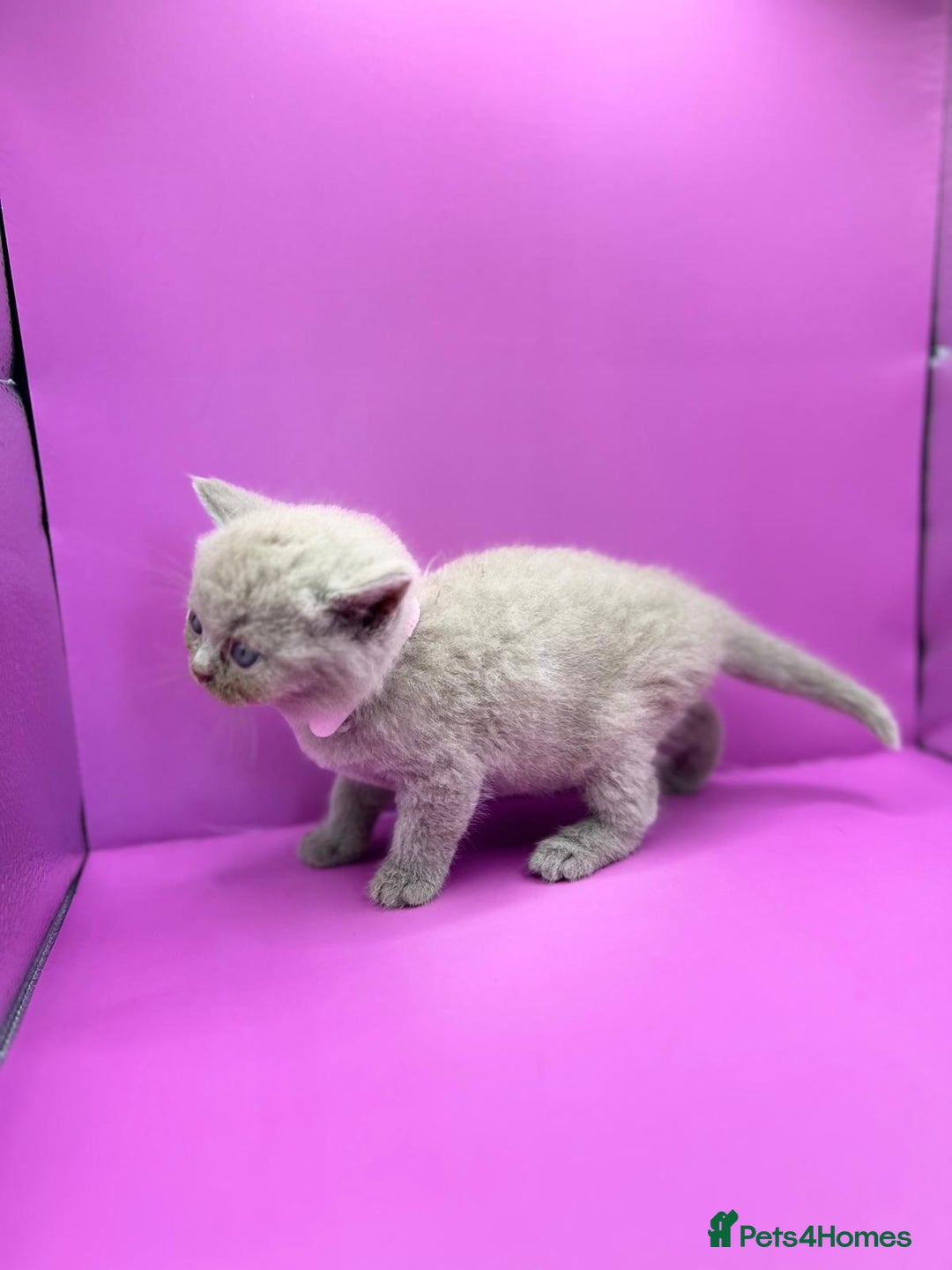 British Shorthair cats for sale: 🏆Grand Imperial Champion Sired GCCF Registered🏆  - Image 6
