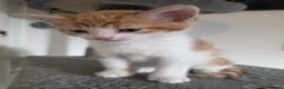 Domestic Shorthair cats for sale: 7 beautiful kittens ! Ready to leave  - Advert 14