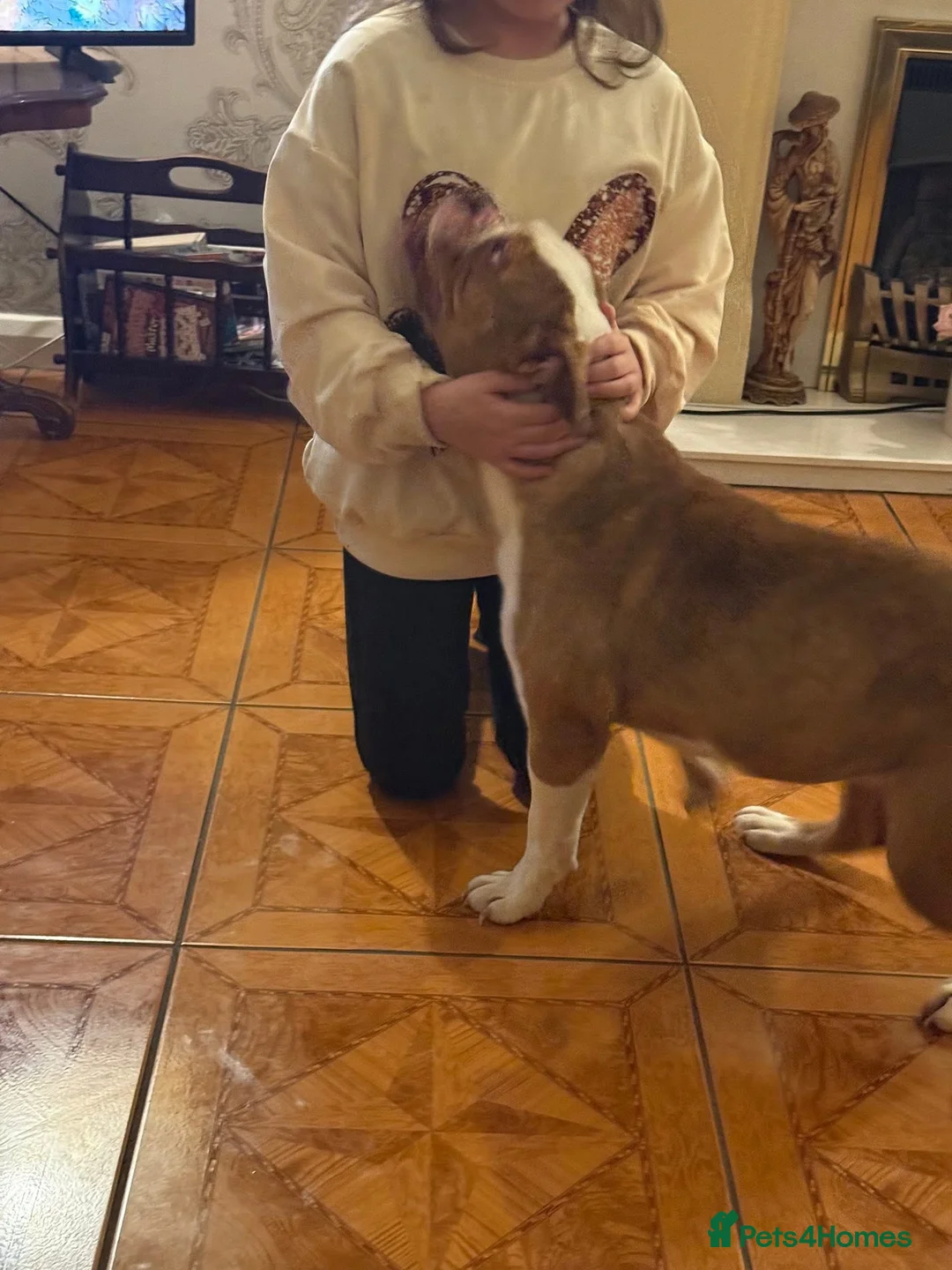 Old Tyme Bulldog dogs for sale: Beloved Old English Bulldog  - Advert 4