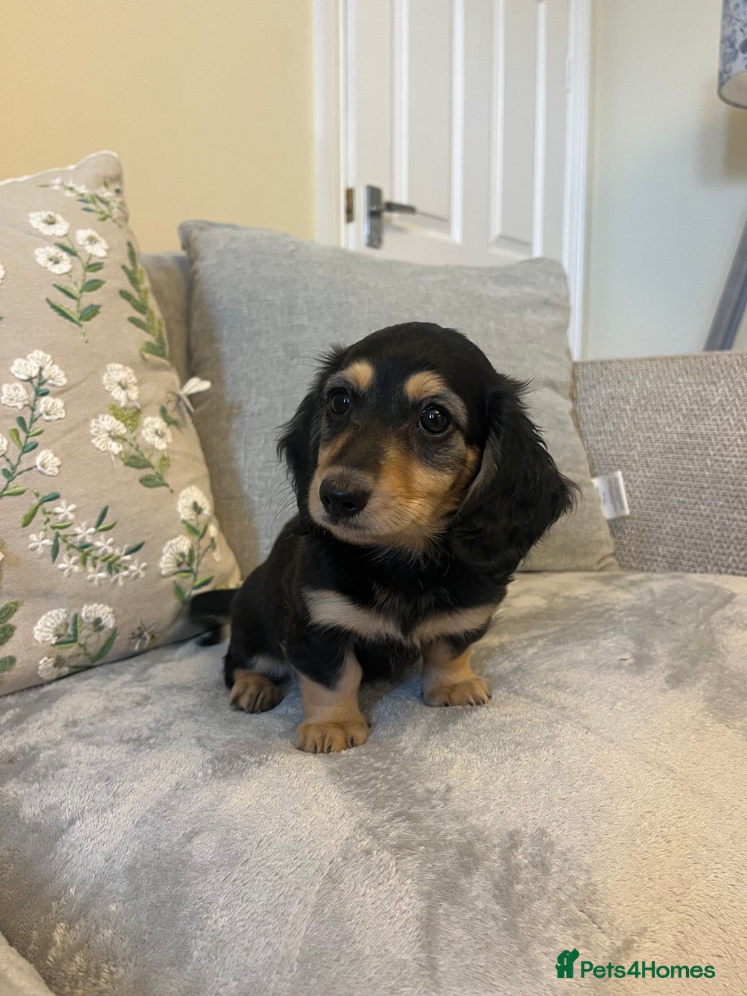Miniature Dachshund dogs for sale: READY NOW Miniature long hair dachshund  - Image 25