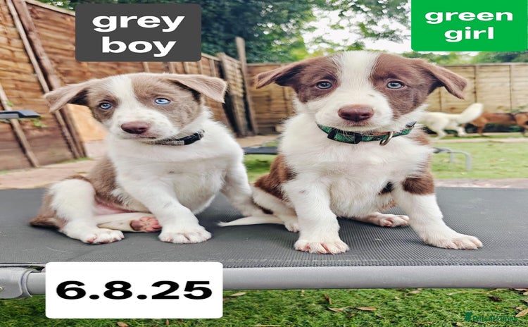 Border Collie dogs - Advert 9