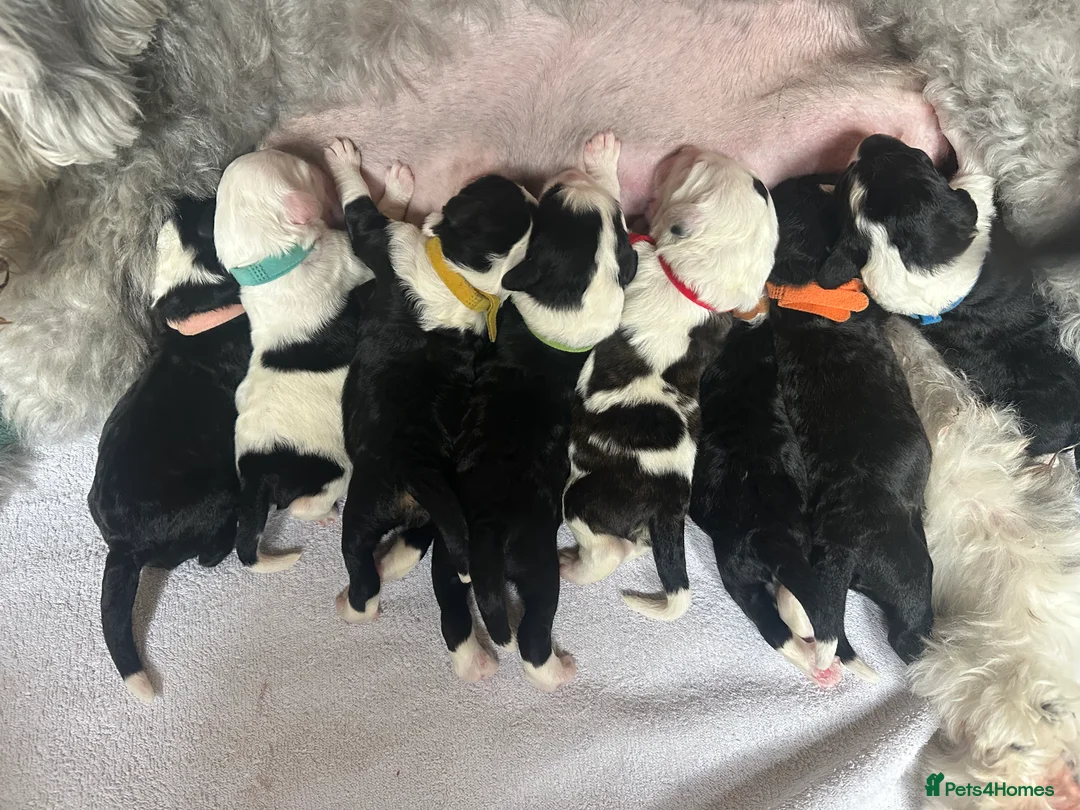 Sheepadoodle dogs for sale: Sheepadoodles for sale in Downham Market - Advert 1