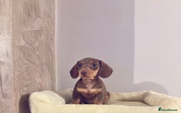 Miniature Dachshund dogs for sale:  READY NOW  minismooth haired dachshunds 🐾 - Image 3