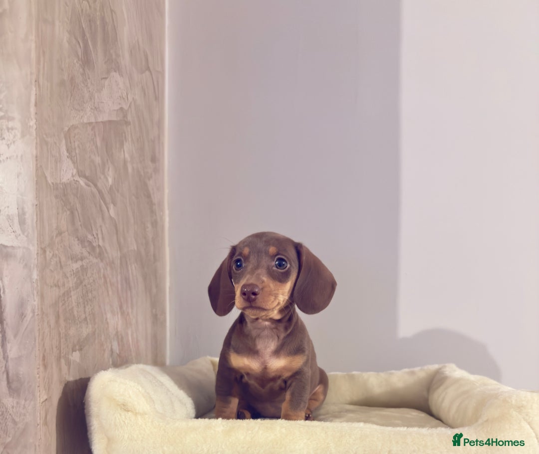 Miniature Dachshund dogs for sale:  READY NOW  minismooth haired dachshunds 🐾 - Image 3
