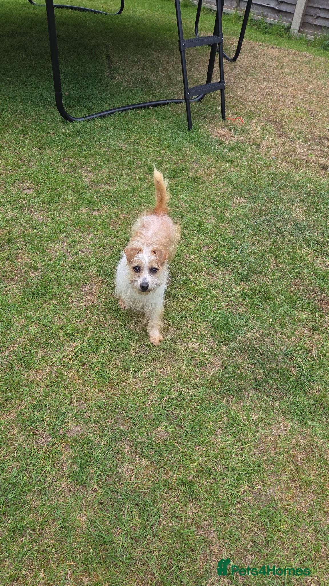 Mixed Breed dogs Terrier cross - Advert 3