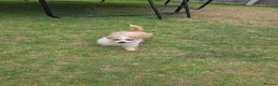 Mixed Breed dogs for sale: Terrier cross - Advert 1
