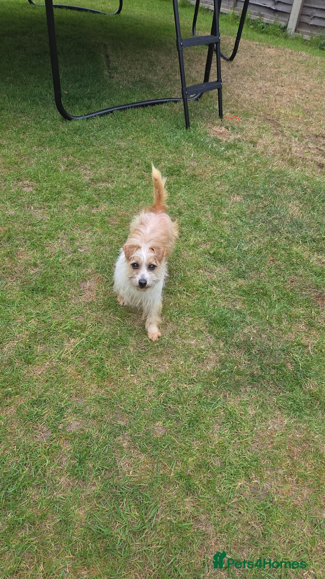 Mixed Breed dogs for sale: Terrier cross - Advert 1