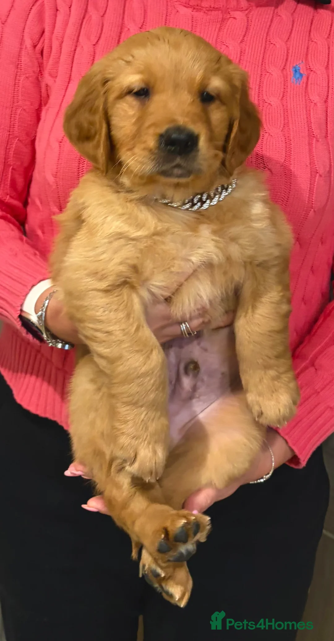 Golden Retriever dogs for sale: Gorgeous red golden retriever puppies  - Advert 18