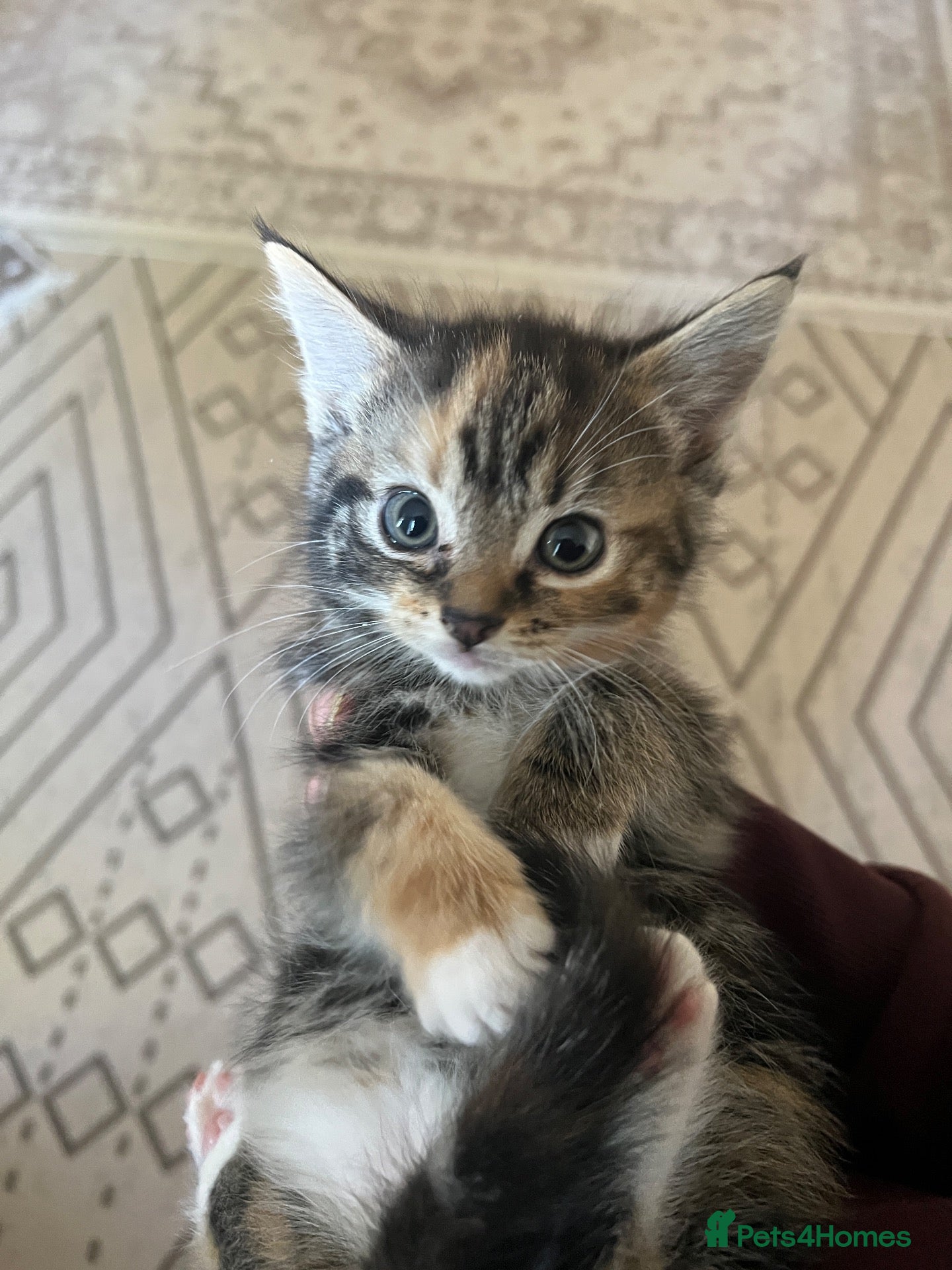 Mixed Breed cats 5 FRIENDLY KITTENS £20 EACH - Advert 7